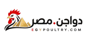 دواجن مصر